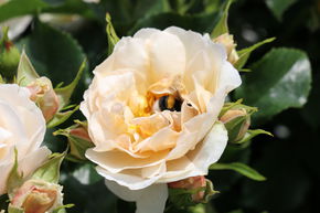 Rose 'Jardin des Tuileries'