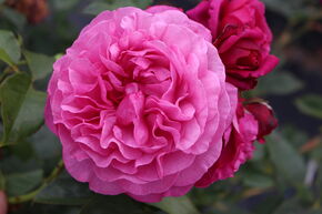 Rose 'Kaffe Fassett'