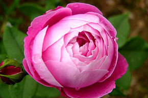 Rose 'La Reine Victoria'