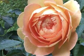 Rose Lady of Shalott