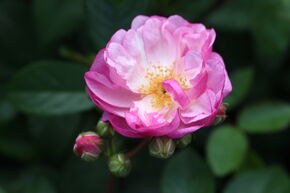 Rose 'Lavender Siluetta'