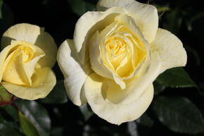 Rose 'Limona'