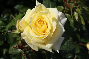 Rose 'Limona'