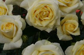 Rose 'Limona'®