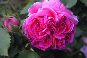 Rose 'Madame Isaac Pereire'