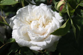 Rose 'Mme Alfred Carrire' 