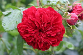 Rose 'Out of Rosenheim'