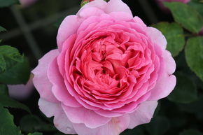 Rose Princess Alexandra of Kent