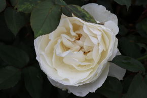 Rose 'Princesse Astrid de Belgique'®
