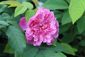 Rose 'Romantic Siluetta'