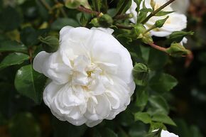 Rose 'Sander's White Rambler'