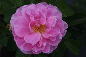 Rose 'Sarah van Fleet'
