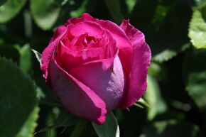 Rose Sense of Love 'Adore Aroma'