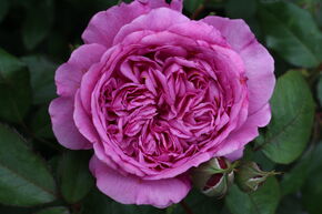 Rose Sense of Love 'Adore Aroma'