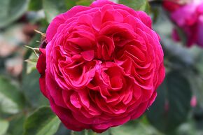 Rose Sense of Love 'Andr Rieu'
