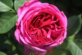 Rose 'Sophie Luise'