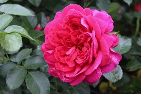 Rose 'Soul'