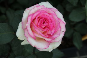 Rose Souvenir de Baden-Baden