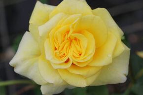 Rose Souvenir de Marcel Proust