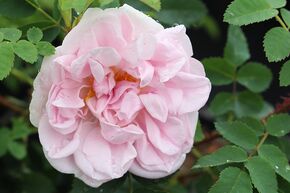 Rose 'Stanwell Perpetual'