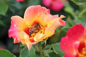 Rose Sunshine Babylon