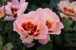 Rose 'Sweet Babylon Eyes'