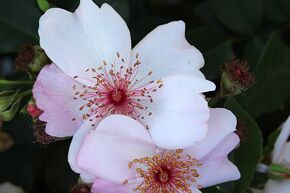 Rose 'Sweet Pretty'
