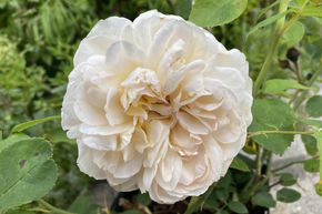 Rose 'The Lady Gardener®'