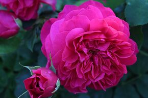 Rose 'Thomas  Becket'