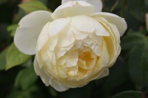 Rose 'Vanessa Bell'
