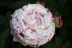 Rose 'Variegata di Bologna'