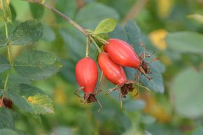 Rose 'Vitaminrose Pirosa' 