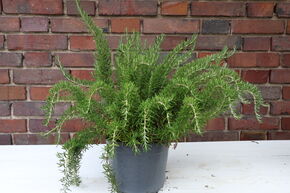 Rosmarin 'Prostratus'