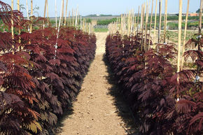 Roter Seidenbaum 'Summer Chocolate'