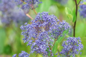 Sckelblume 'Marie Bleu'