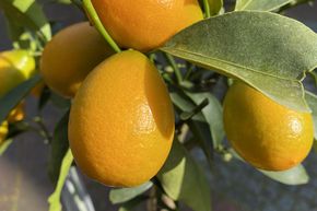 Samen Winterhart Dreiblättrige Orange Winterhärteste Zitrusfrucht der Welt