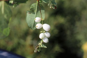 Schneebeere, Knallerbsenstrauch 'White Hedge'