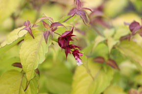 Schne Leycesterie 'Golden Lanterns'