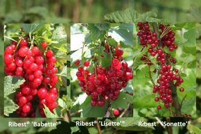 Rote Johannisbeeren (Ribes rubrum) im Lubera®-Gartenshop