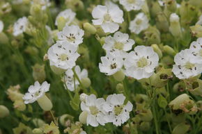 Silene vulgaris maritima 'Weikehlchen'