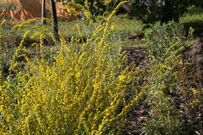 Solidago caesia