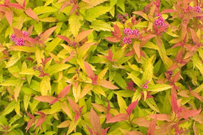 Spiraea japonica 'Double Play Gold'®