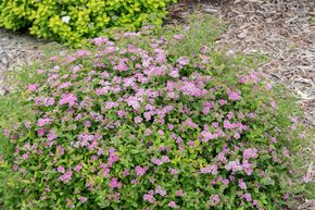 Spiraea japonica 'Little Princess' (12er Set)