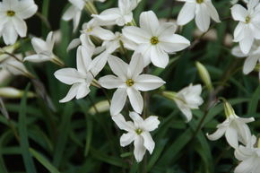 Sternblume 'Alberto Castillo'