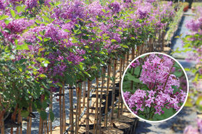 Syringa Bloomerang 'Dark Purple' Zierstmmchen