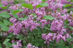 Syringa Bloomerang 'Dark Purple' 