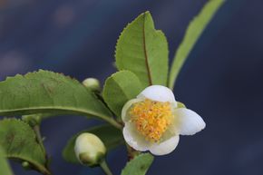 Camellia sinensis Fresh-T® 