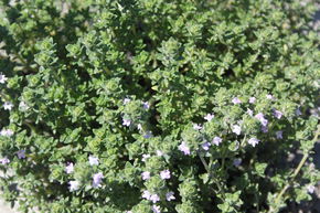 Thymus thracicus 'Pinewood'