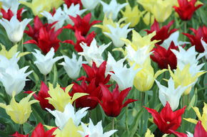 Triumph Tulpen-Mischung 'Tres Chic Festival'