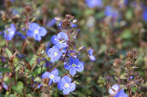 Veronica pedunculata 'Georgia Blue'